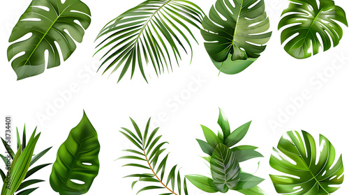 Natural of Tropical green leaves of leaf isolated on transparent png background  varies different of plant botanical.