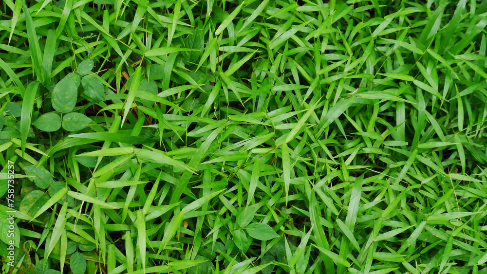Green grass pattern textured background. Weeds. Green grass pattern textured background. Weeds.