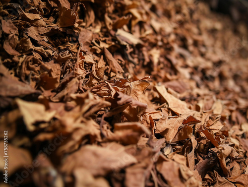 Crushed Tobacco Leaves Texture