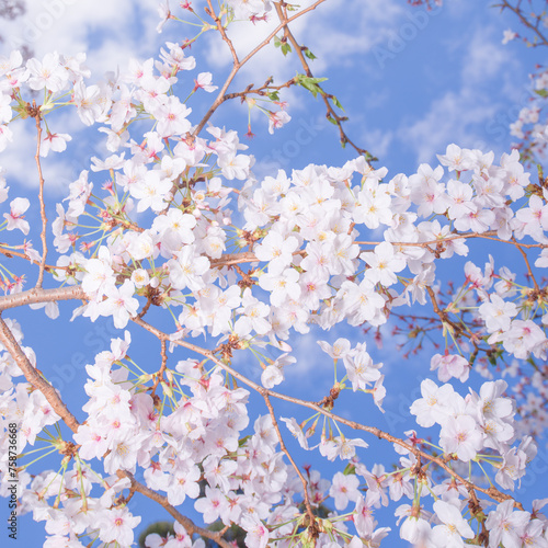 桜の風景 日本を代表する美しい花 満開の桜