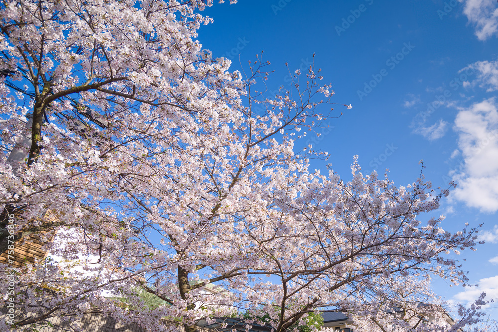 桜の風景　日本を代表する美しい花　満開の桜