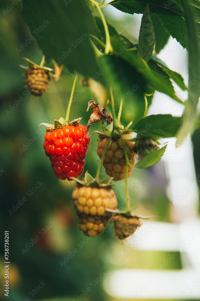 red ripe RASPBERRY close-up hanging in bunches on the plantation red ripe RASPBERRY close-up hanging in bunches on the plantation