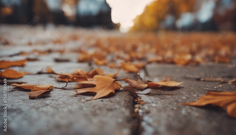 View of dry autumn leaves fallen on street View of dry autumn leaves fallen on street