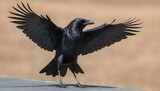 A Crow With Its Wings Outstretched Catching A The