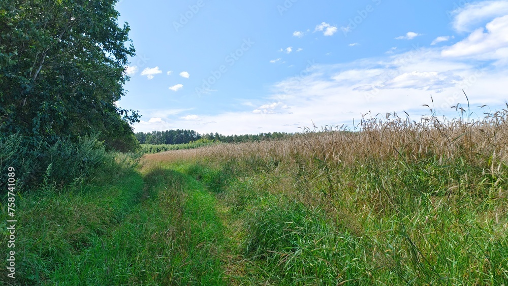 Obraz premium Branches of alder and wild apple trees lean over the dirt road and the edge of an agricultural field with ears of ripe rye. A mixed forest grows along the edges of the field Summer sunny weather
