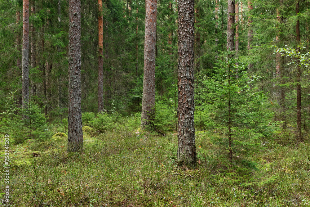 Naklejka premium A mature coniferous natural forest on a late summer day in Estonia, Northern Europe