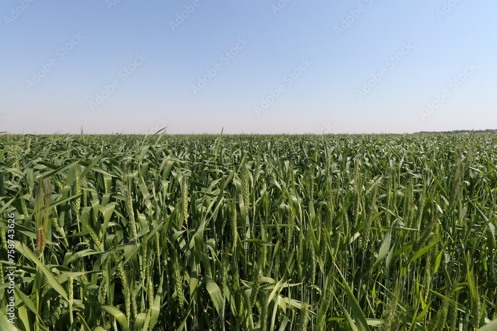 wheat crop in iraqi agricultural lands with blue sky
