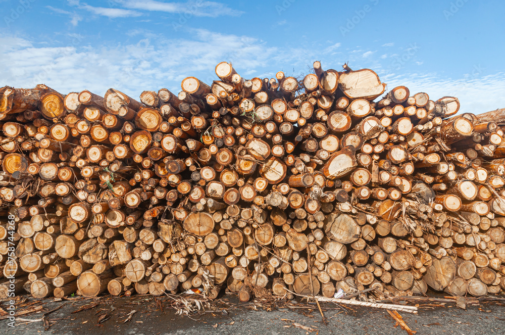 Wooden logs have been prepared and stored for transportation.