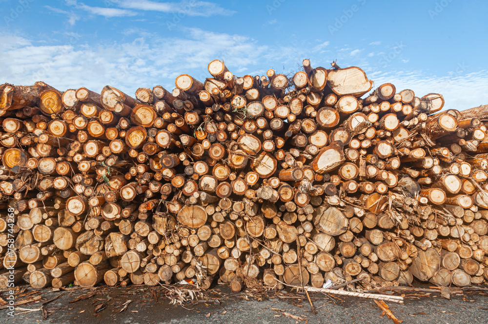 Wooden logs have been prepared and stored for transportation. Wooden logs have been prepared and stored for transportation.