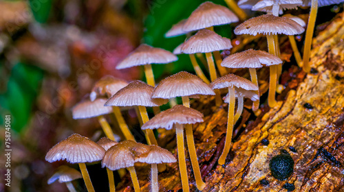 Wild Mushrooms, Tropical Rainforest, Corcovado National Park, Osa Conservation Area, Osa Peninsula, Costa Rica, Central America photo