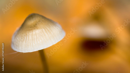 Wild Mushroom, Sierra de Guadarrama National Park, Segovia, Castile Leon, Spain, Europe