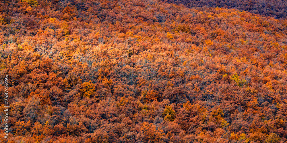 Hayedo de la Pedrosa Natural Protected Area, Beech Forest Autumn Season, Fagus sylvatica, Riofrío de Riaza, Segovia, Castilla y León, Spain, Europe Hayedo de la Pedrosa Natural Protected Area, Beech Forest Autumn Season, Fagus sylvatica, Riofrío de Riaza, Segovia, Castilla y León, Spain, Europe