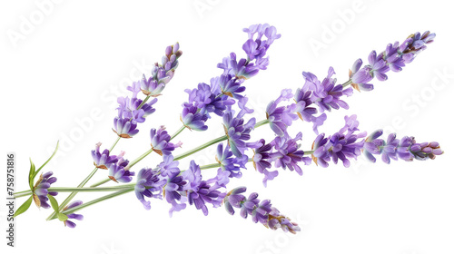 Lavender Cotton on Transparent Background PNG