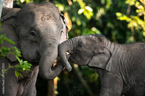 Family of Asian elephants in the wild