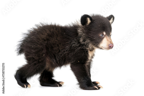 A cute Tian Shan bear cub with white claws on a white background