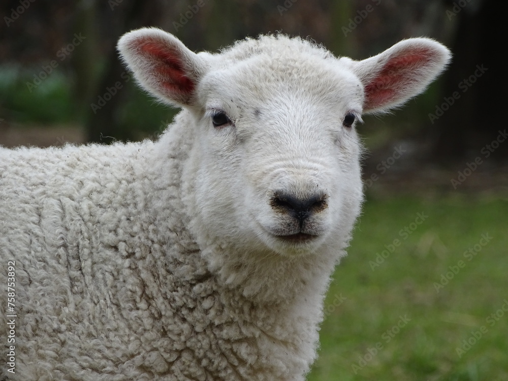 A lamb looking at the camera, a sheep