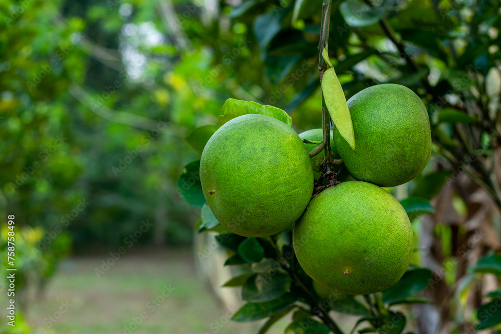 Jambura is an iconic fruit of the rainy season in Asia and one of the most nutritious fruits