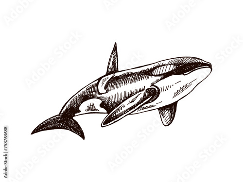 Hand-drawn killer whale. Vector sketch illustration. Sea collection. Engraved illustrations isolated on white background. Realistic sketches.