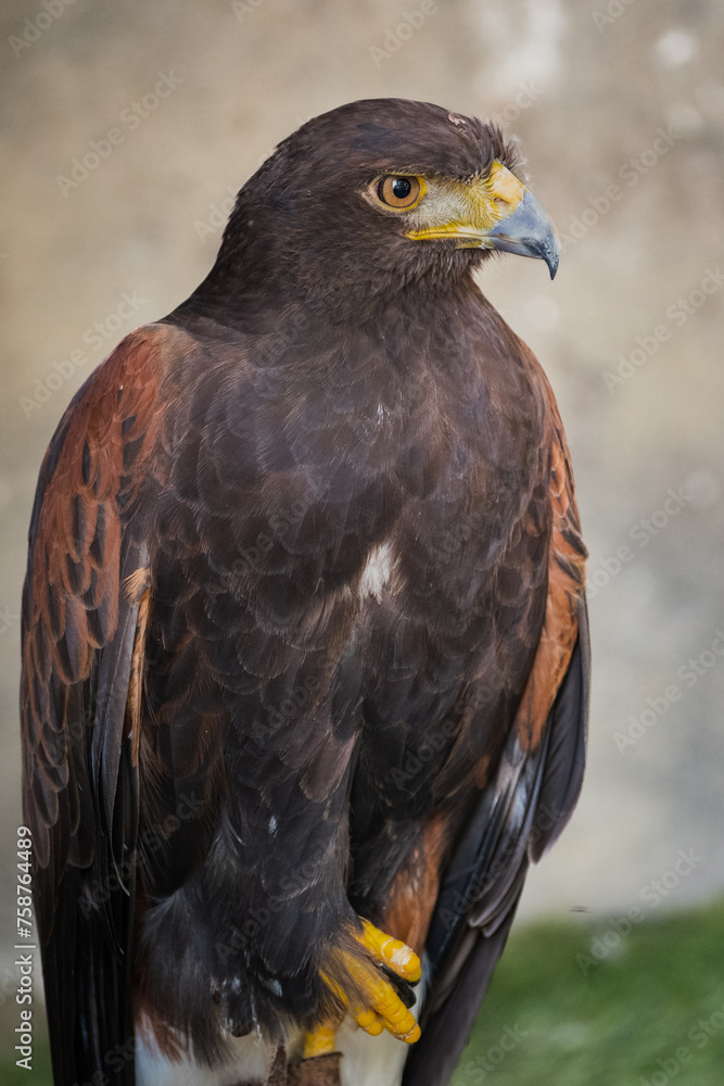 Golden eagle Aquila chrysaetos orel skalni sitting on a branch. Golden eagle Aquila chrysaetos orel skalni sitting on a branch.