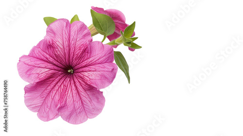 Petunia on Transparent Background PNG