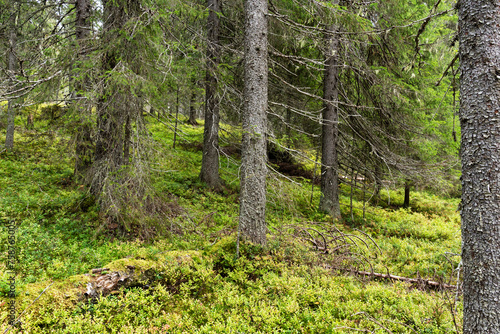 A primeval Närängänvaara forest on an autumn day near Kuusamo, Northern Finland