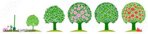 Apple tree life stage set with cultivation symbols. Tree growth cycle. Agriculture growing plant. Isolated planting concept, cartoon garden fruits blossom. Orchard garden harvest. vector illustration