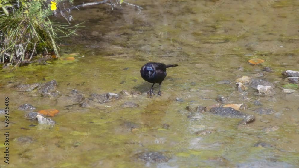Common Grackle bird walking on stones in the shallow pond waters. Slow motion. Common Grackle bird walking on stones in the shallow pond waters. Slow motion.