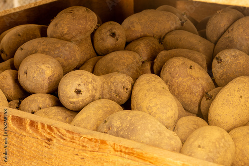 In Kisten gelagerte vorgekeimte Frühkartoffeln (Pflanzkartoffeln) photo