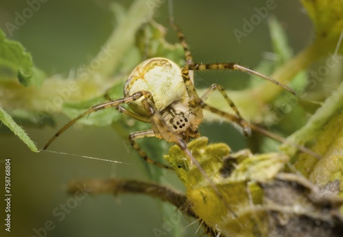 spider Mangora acalypha cricket-bat orbweaver