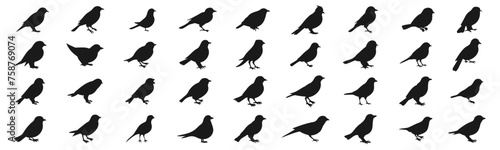 Different birds silhouette elements  low detailed illustration