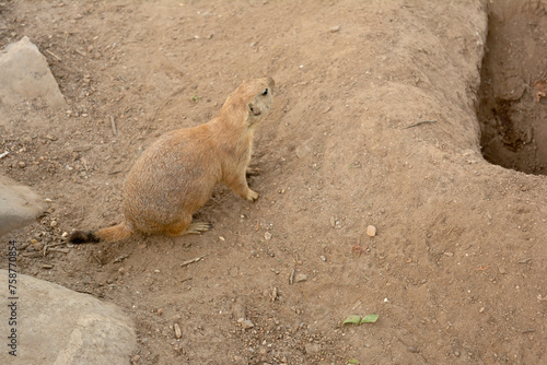 Prairie dog - Cynomys ludovicianus - isolated near its burrow photo