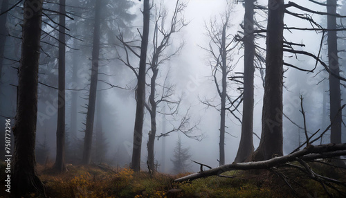Dark forest with dead trees in fog. Dry broken branches. Mysterious horror scenery.