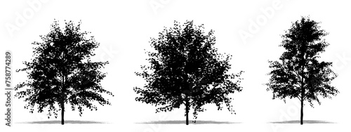 Set or collection of European White Birch trees as a black silhouette on white background. Concept or conceptual vector for nature, planet, ecology and conservation, strength, endurance and  beauty
