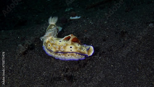 The underwater symbiotic relationship - a couple of Emperor shrimps - Zenopontonia rex are riding a nudibranch (sea slug) - Hypselodoris tryoni. Tulamben, Bali, Indonesia. 4k underwater video. photo