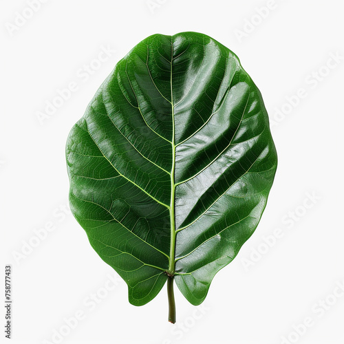fig leaf isolated on white   reated with Generative Ai