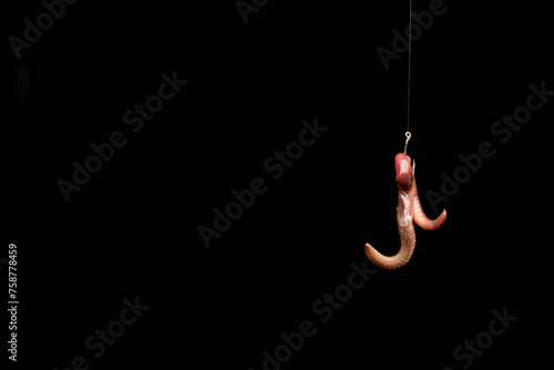 worm on a hook