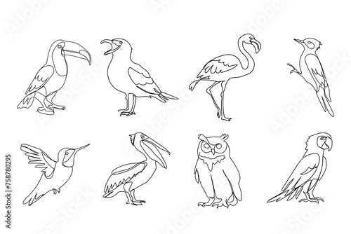 set of different birds, black line drawing, toucan, seagull, owl, owl, parrot, woodpecker on white background