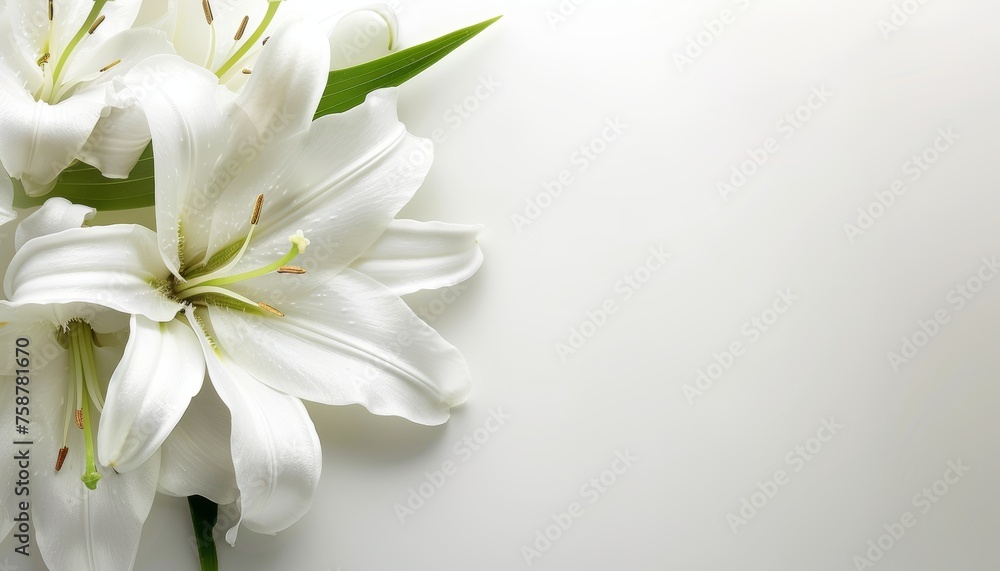 Funeral lily displayed on white background, offering abundant space for strategic text placement