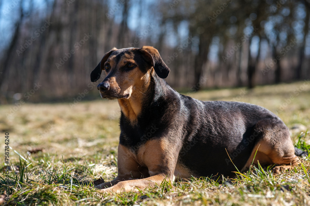 Sunny Siesta: Contented Canine Soaks Up the Rays Sunny Siesta: Contented Canine Soaks Up the Rays
