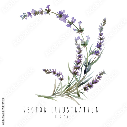 Fototapeta Naklejka Na Ścianę i Meble -  Lavender curve watercolor element isolated on white background. Vector illustration