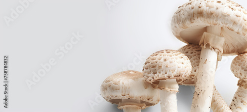 Close-Up of Fresh White Mushrooms. Clean and Minimalistic Design.