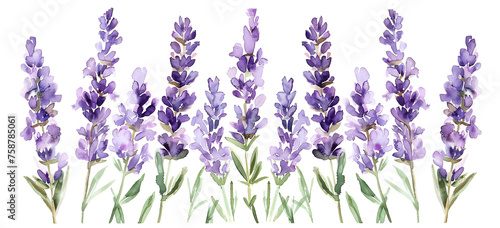 Lavender Flowers Arranged on White Background. Natural Beauty Concept.