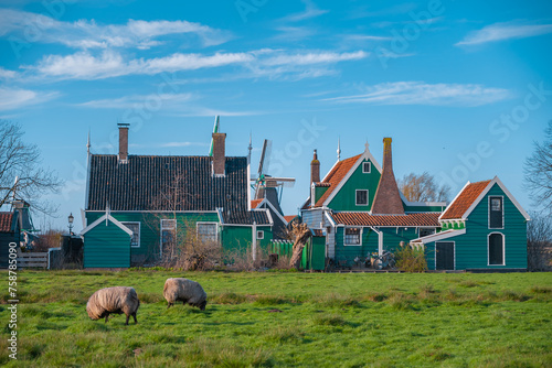 Sheeps grazing near traditional old country farm house in the museum village of Zaanse Schans, Netherlands
