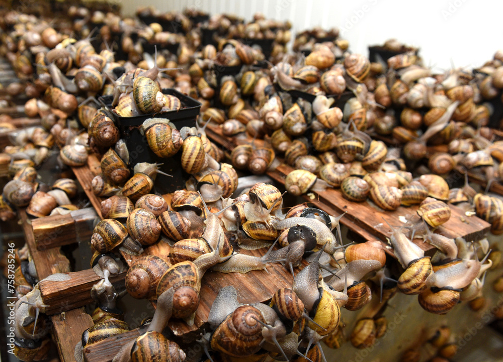 Edible snails farm. Grape snails (Helix pomatia Linnaeus) - obrazy, fototapety, plakaty 