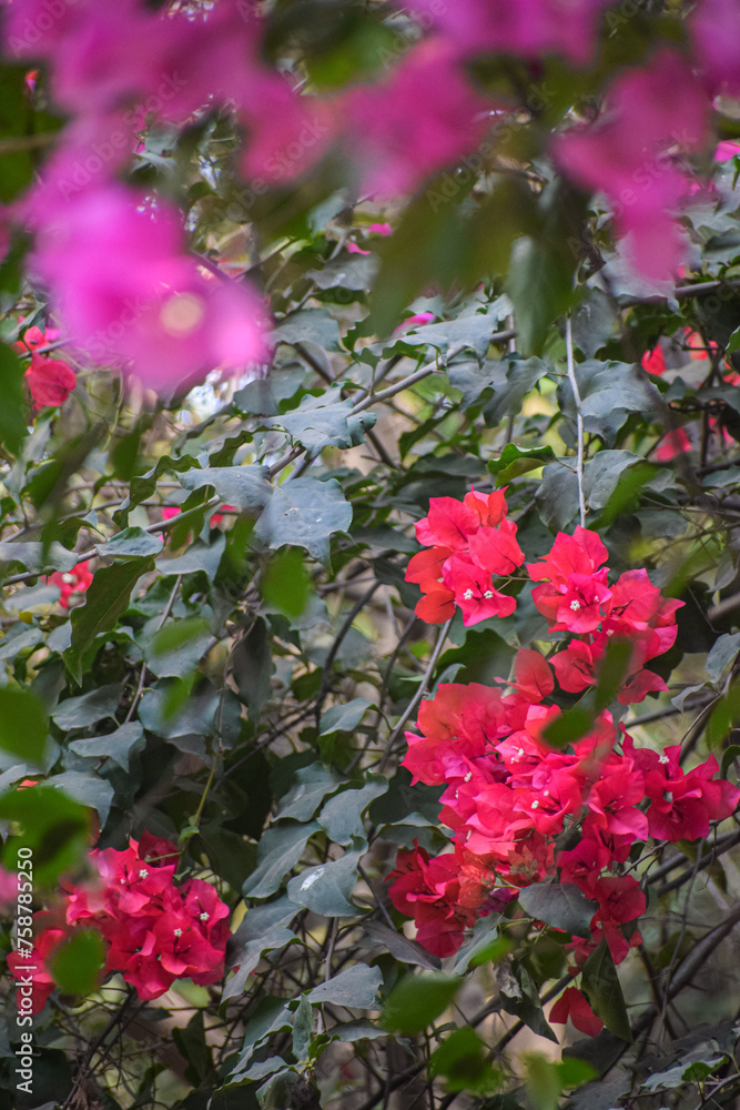 Naklejka premium Beautiful Bougainvillea flowers in garden. Blooming flowers, nature background.