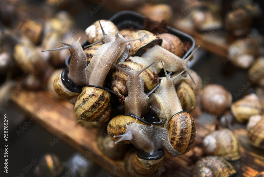 Edible snails farm. Grape snails (Helix pomatia Linnaeus) - obrazy, fototapety, plakaty 
