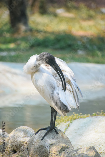 Black headed Ibis or Indian white Ibis near the pond. Beautiful wading bird. Threskiornis melanocephalus photo