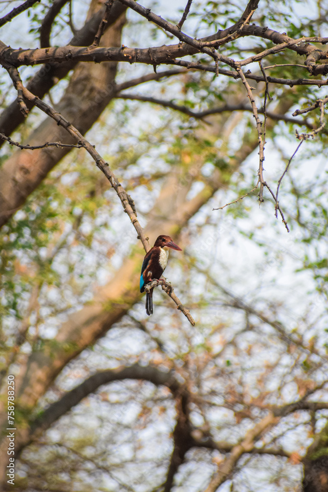 White breasted King Fisher bird perching on a branch. Colourful bird in nature, Kingfisher. White breasted King Fisher bird perching on a branch. Colourful bird in nature, Kingfisher.