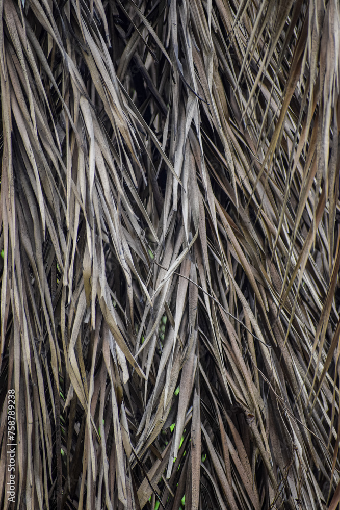 Dried coconut leaves seamless background. Dried coconut leaves seamless background.