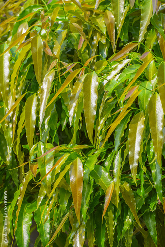 Seamless natural leaves background. Medicinal Ashoka tree or Mast tree  Monoon longifolium.